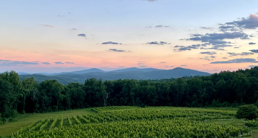 Summer Dinner in the Vines at Fox Meadow Winery